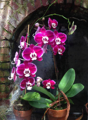 Ruins of the Civil War–era West Martello fort’s brick arches are the backdrop for beautiful orchids, plants and a peace garden. Images: Lynne Bentley-Kemp, Key West Garden Club